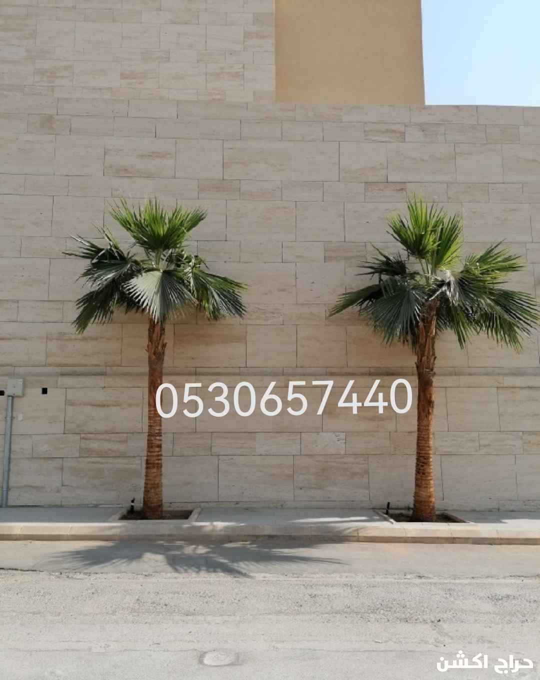 نخل واشنطن