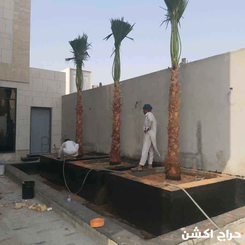 نخل واشنطن