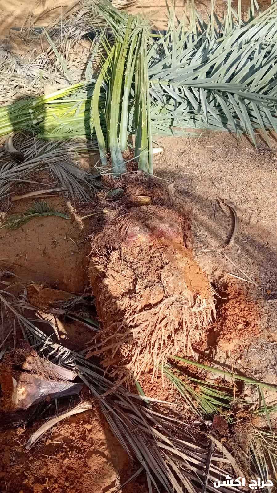 نخيل القصيم جثايث فسايل نقابل فراخه