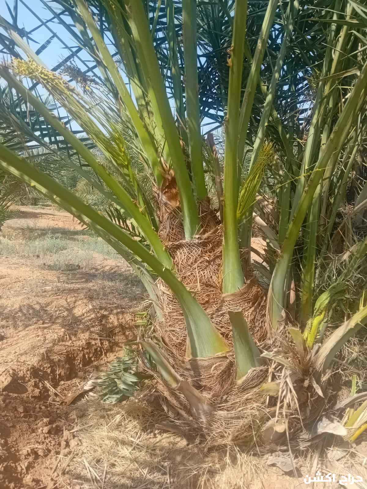نخيل القصيم جثايث فسايل نقابل فراخه