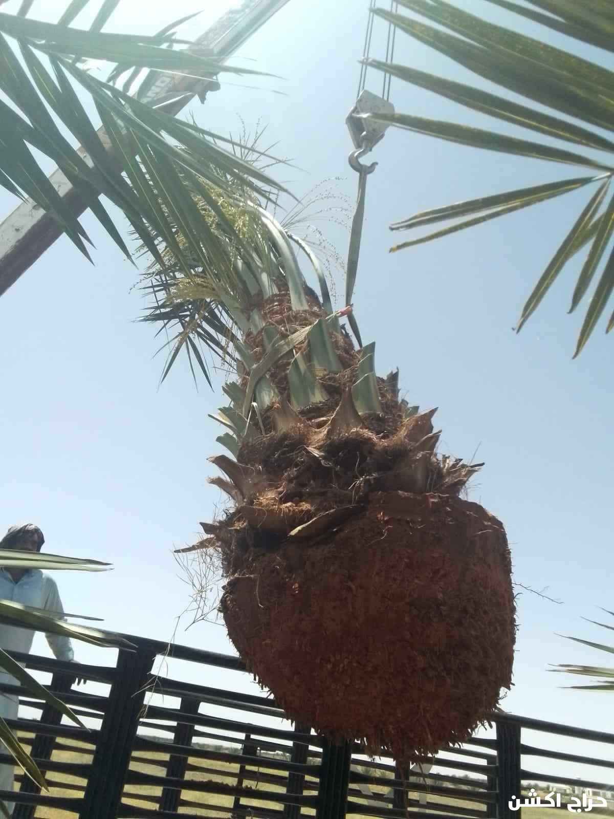 نخيل القصيم جثايث فسايل نقابل فراخه