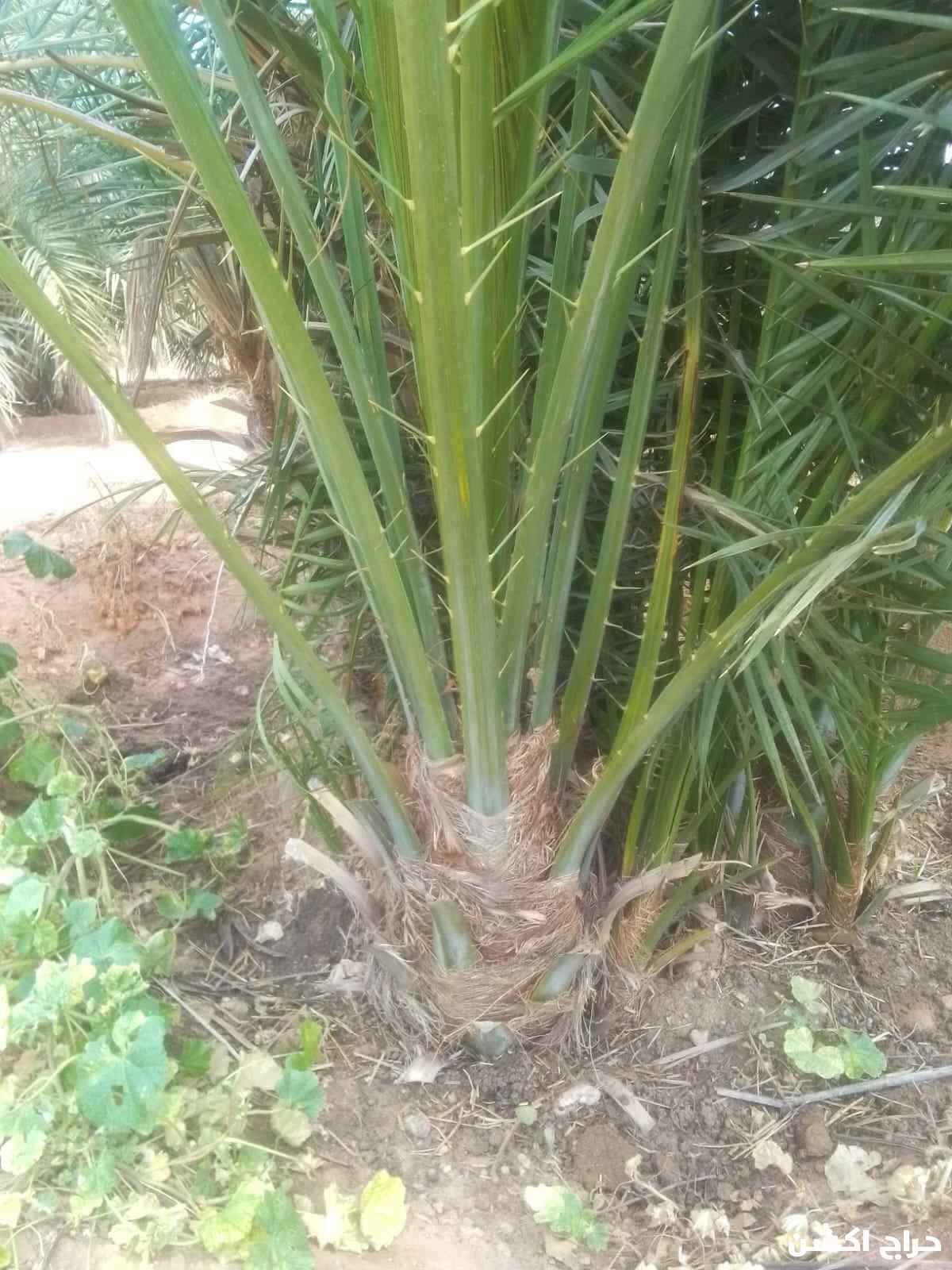نخيل القصيم جثايث فسايل نقابل فراخه