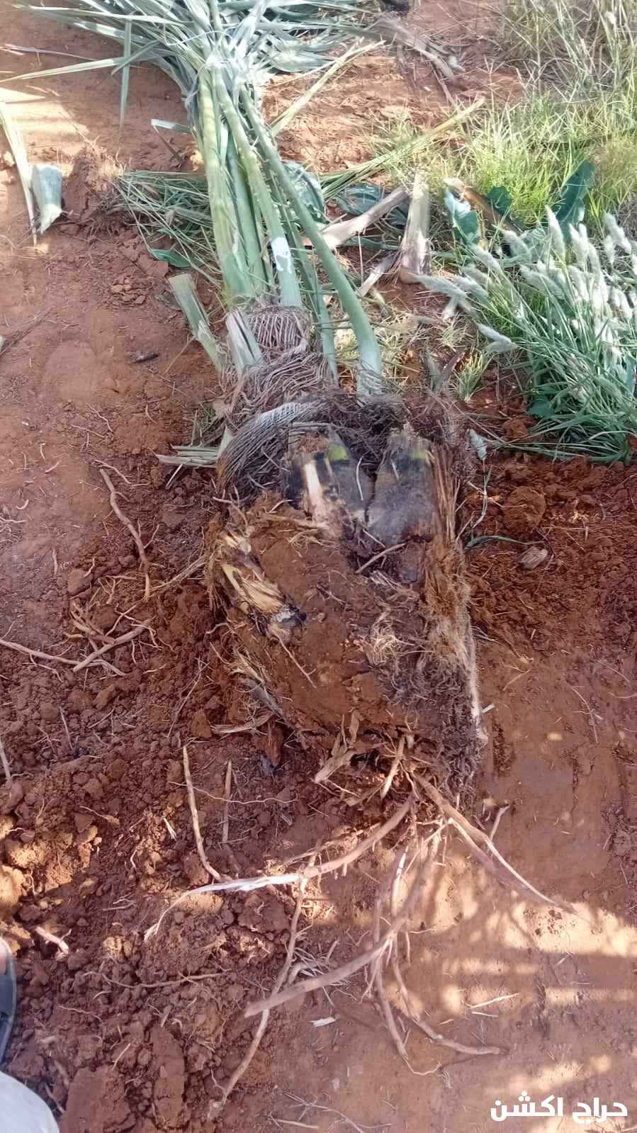 نخيل القصيم جثايث فسايل نقابل فراخه