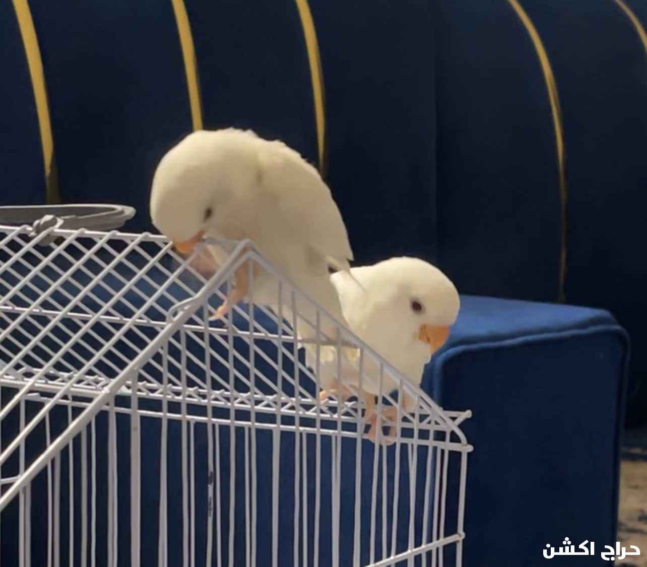 مكة المكرمة حي وادي جليل