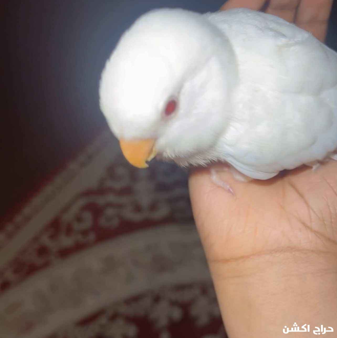 مكة المكرمة حي وادي جليل