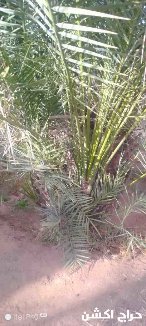فسايل وجثايث طيبه
