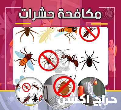 شركة مكافحة حشرات بمكة
