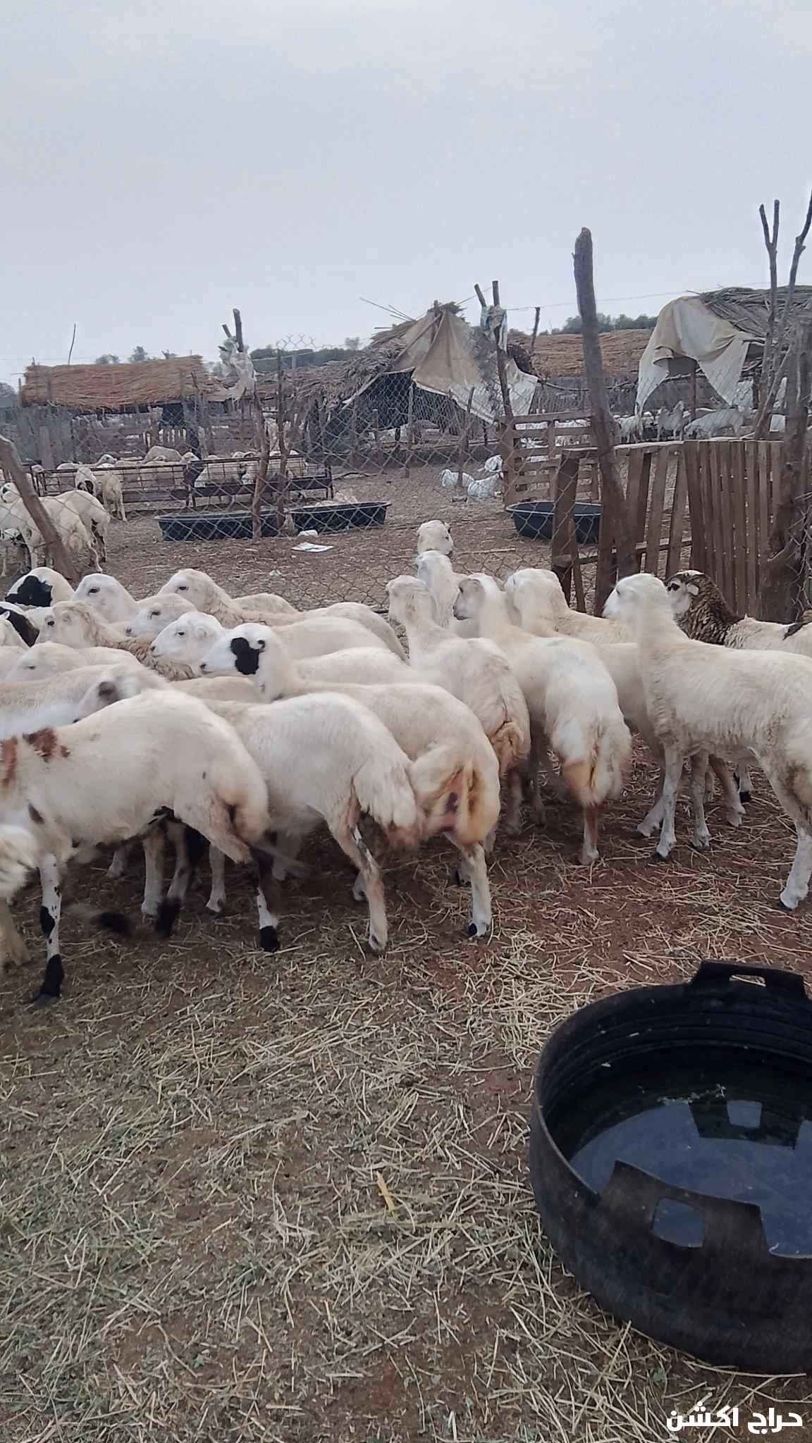 معنا رخيل بلدي رقم واحد معانا كباش بلدي رقم واحد معانا عنق بلدي لباني رقم واحد معانا تيوس بلدي لباني رقم واحد