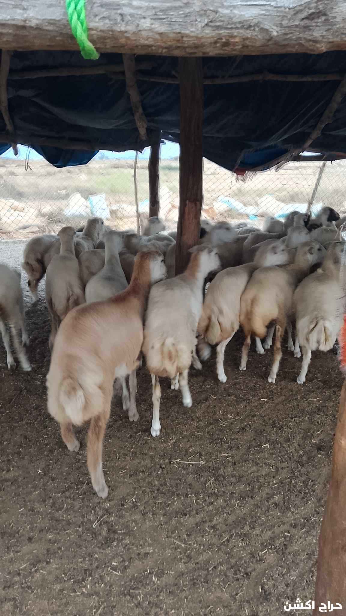 معنا رخيل بلدي رقم واحد معانا كباش بلدي رقم واحد معانا عنق بلدي لباني رقم واحد معانا تيوس بلدي لباني رقم واحد