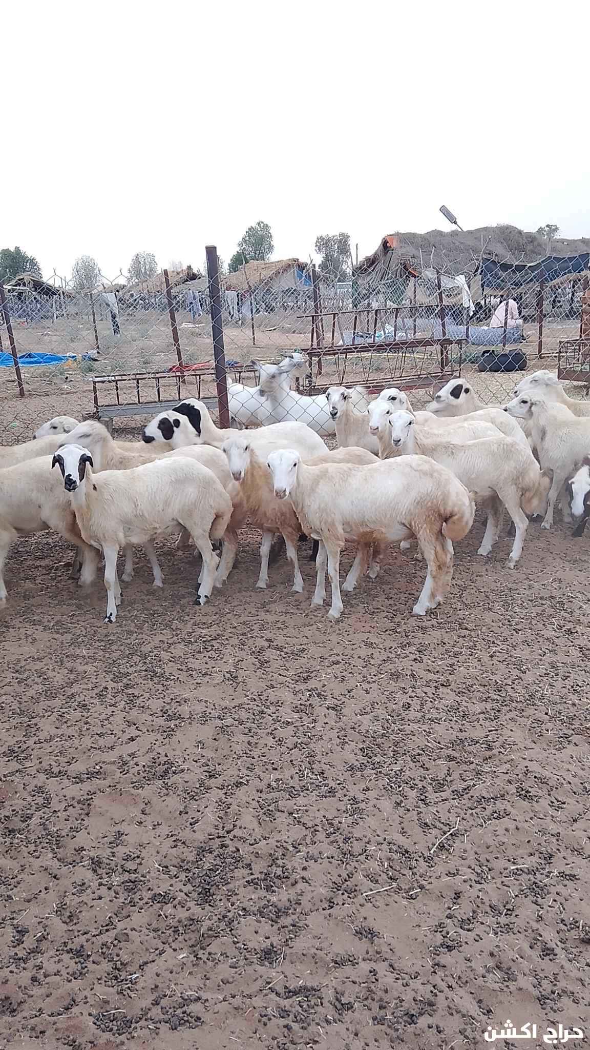 معنا رخيل بلدي رقم واحد معانا كباش بلدي رقم واحد معانا عنق بلدي لباني رقم واحد معانا تيوس بلدي لباني رقم واحد