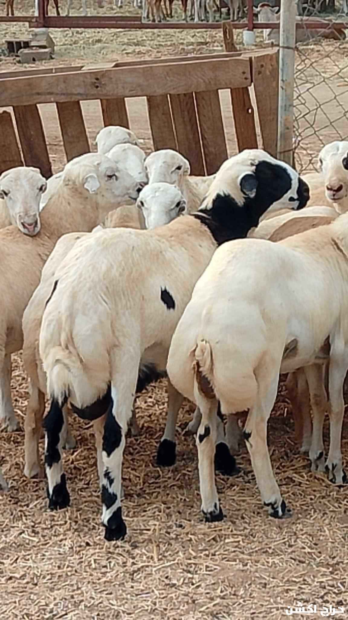 معنا رخيل بلدي رقم واحد معانا كباش بلدي رقم واحد معانا عنق بلدي لباني رقم واحد معانا تيوس بلدي لباني رقم واحد