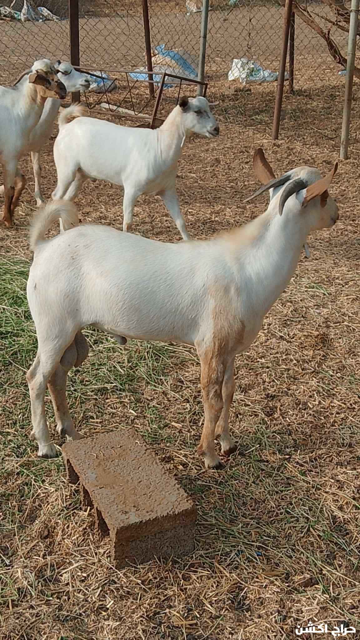 معنا رخيل بلدي رقم واحد معانا كباش بلدي رقم واحد معانا عنق بلدي لباني رقم واحد معانا تيوس بلدي لباني رقم واحد
