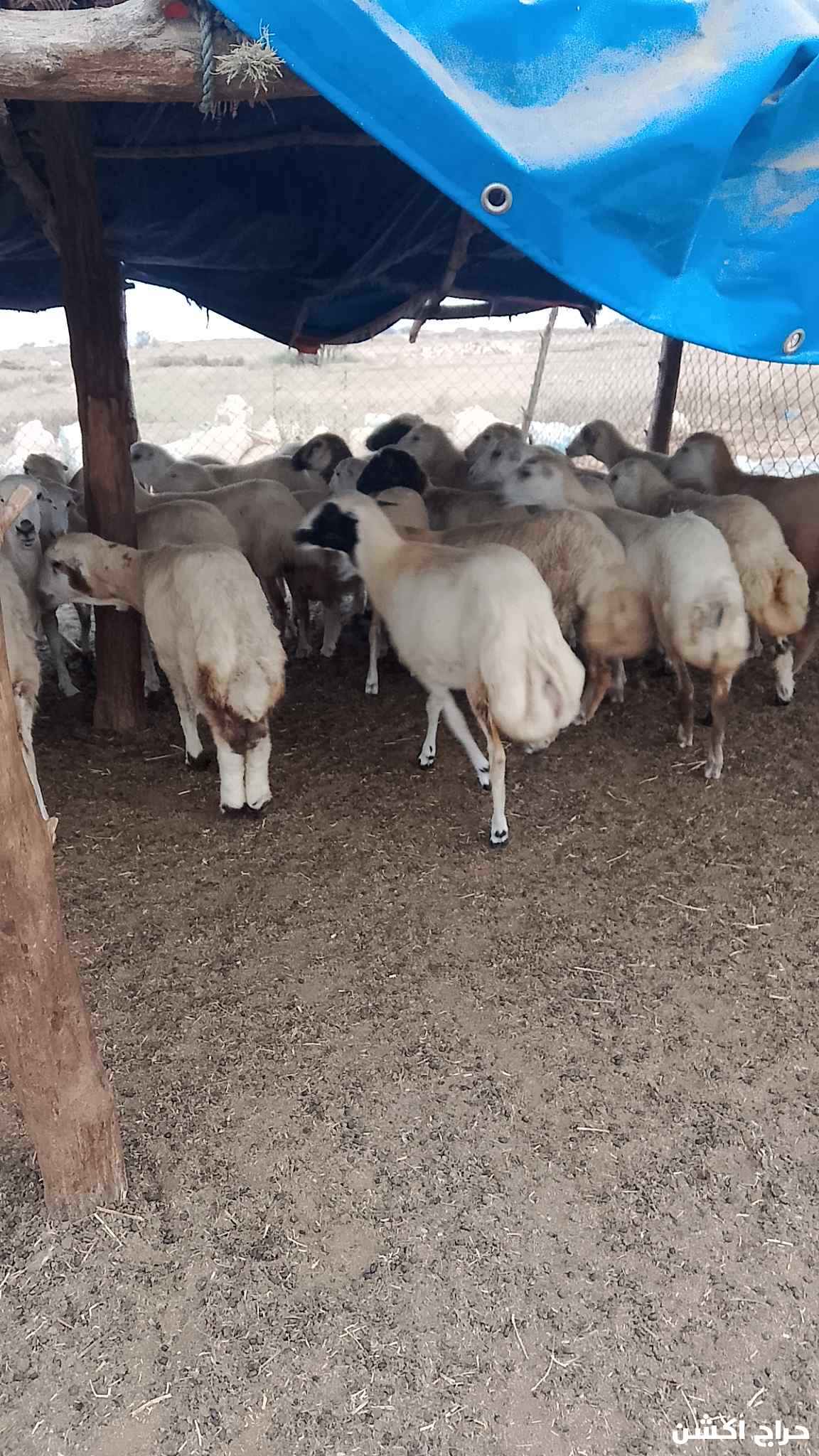 معنا رخيل بلدي رقم واحد معانا كباش بلدي رقم واحد معانا عنق بلدي لباني رقم واحد معانا تيوس بلدي لباني رقم واحد