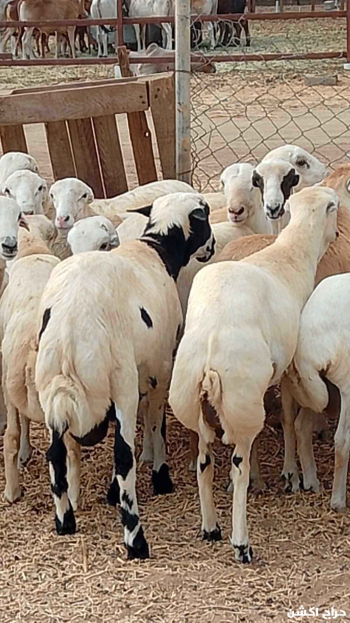 الاحد المسارحة