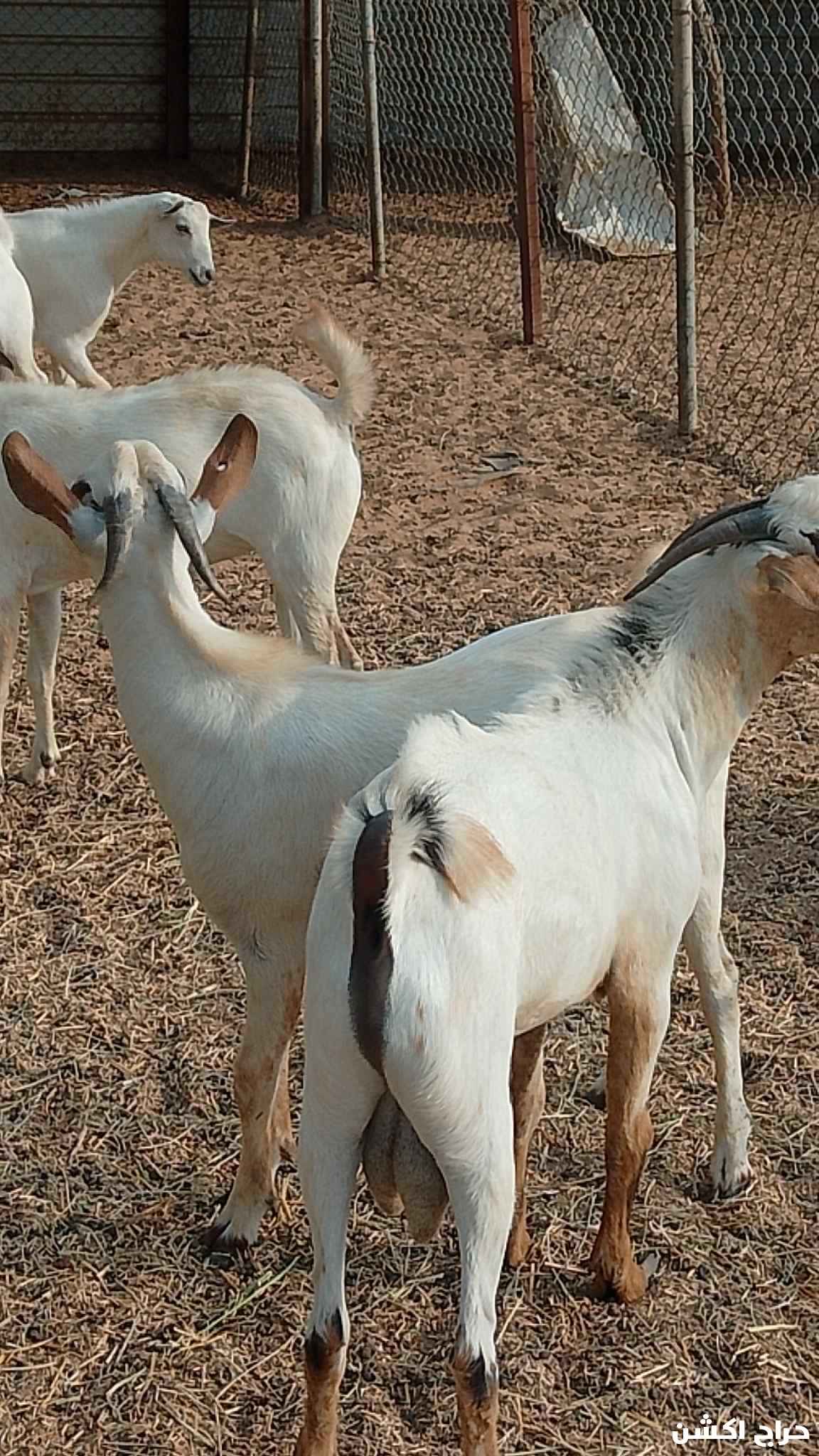 الاحد المسارحة