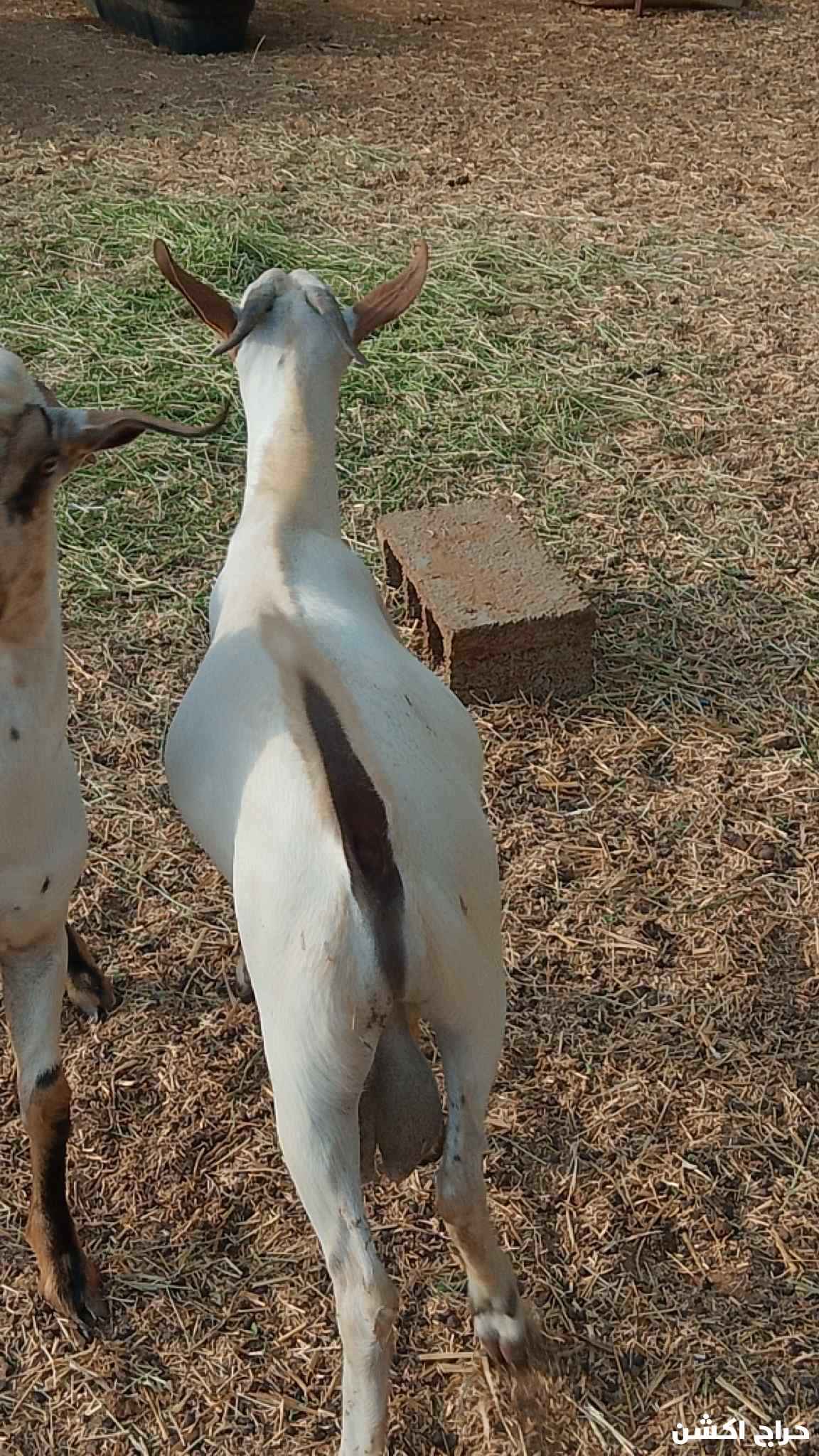 الاحد المسارحة