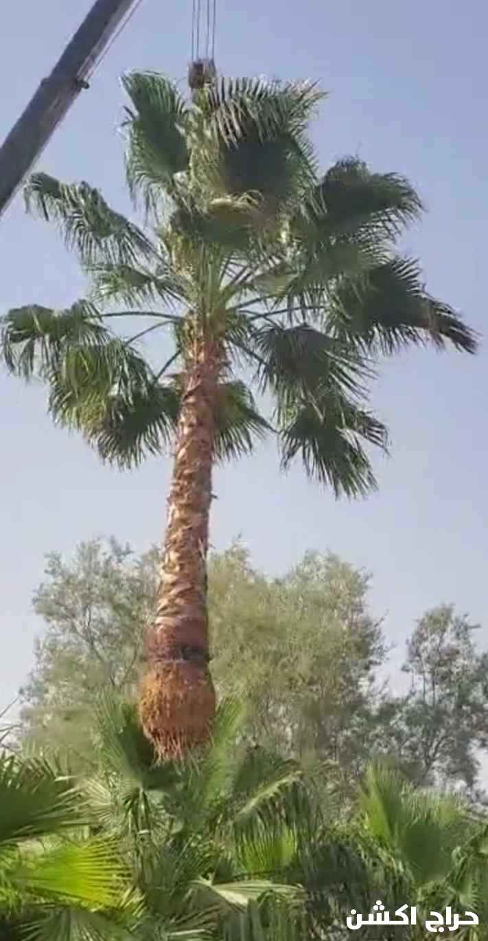 نخل واشنطني زينه للبيع 