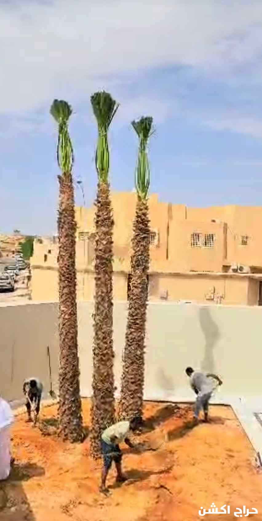 نخل واشنطني زينه للبيع 