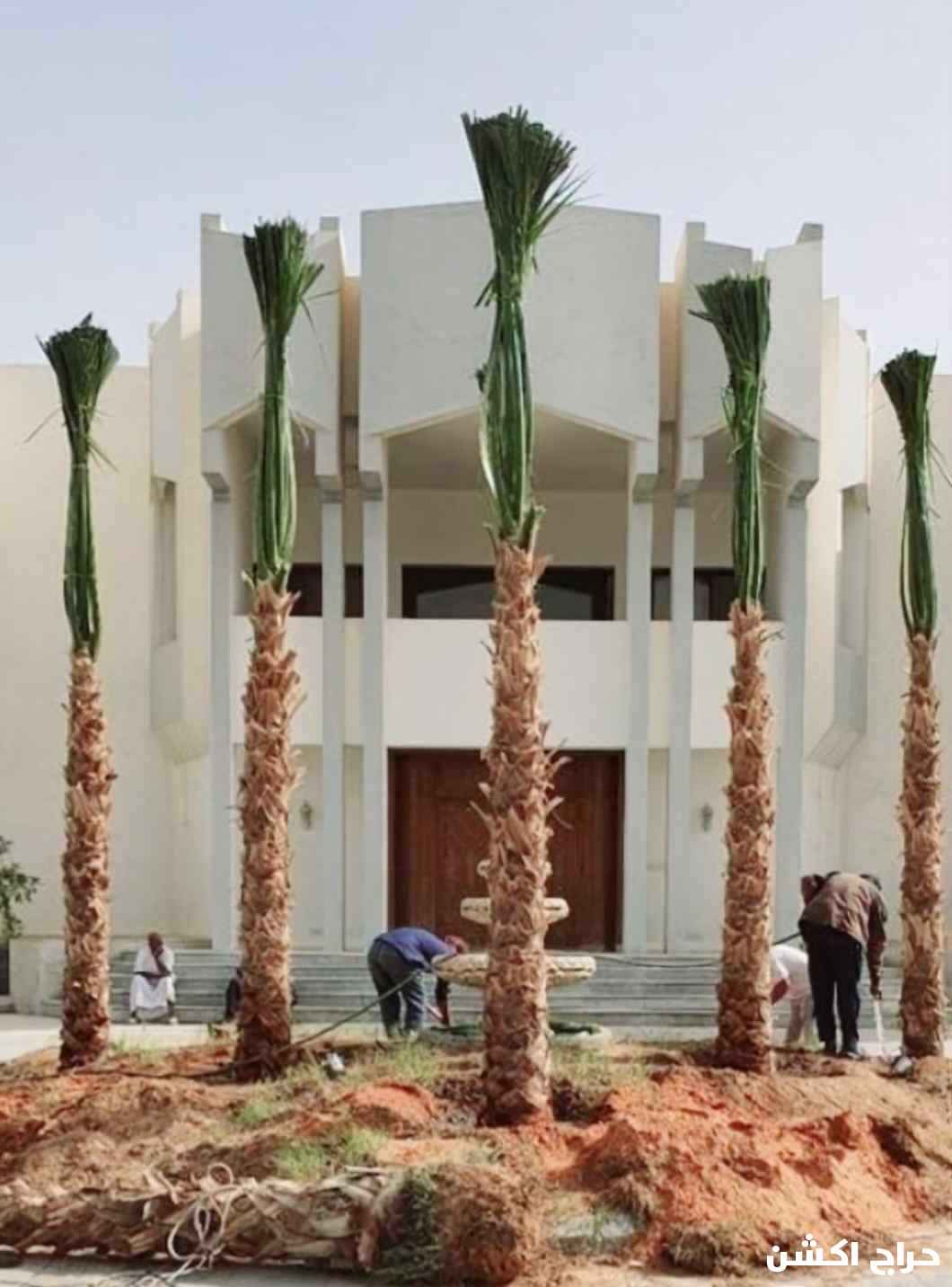 نخل واشنطني زينه للبيع 