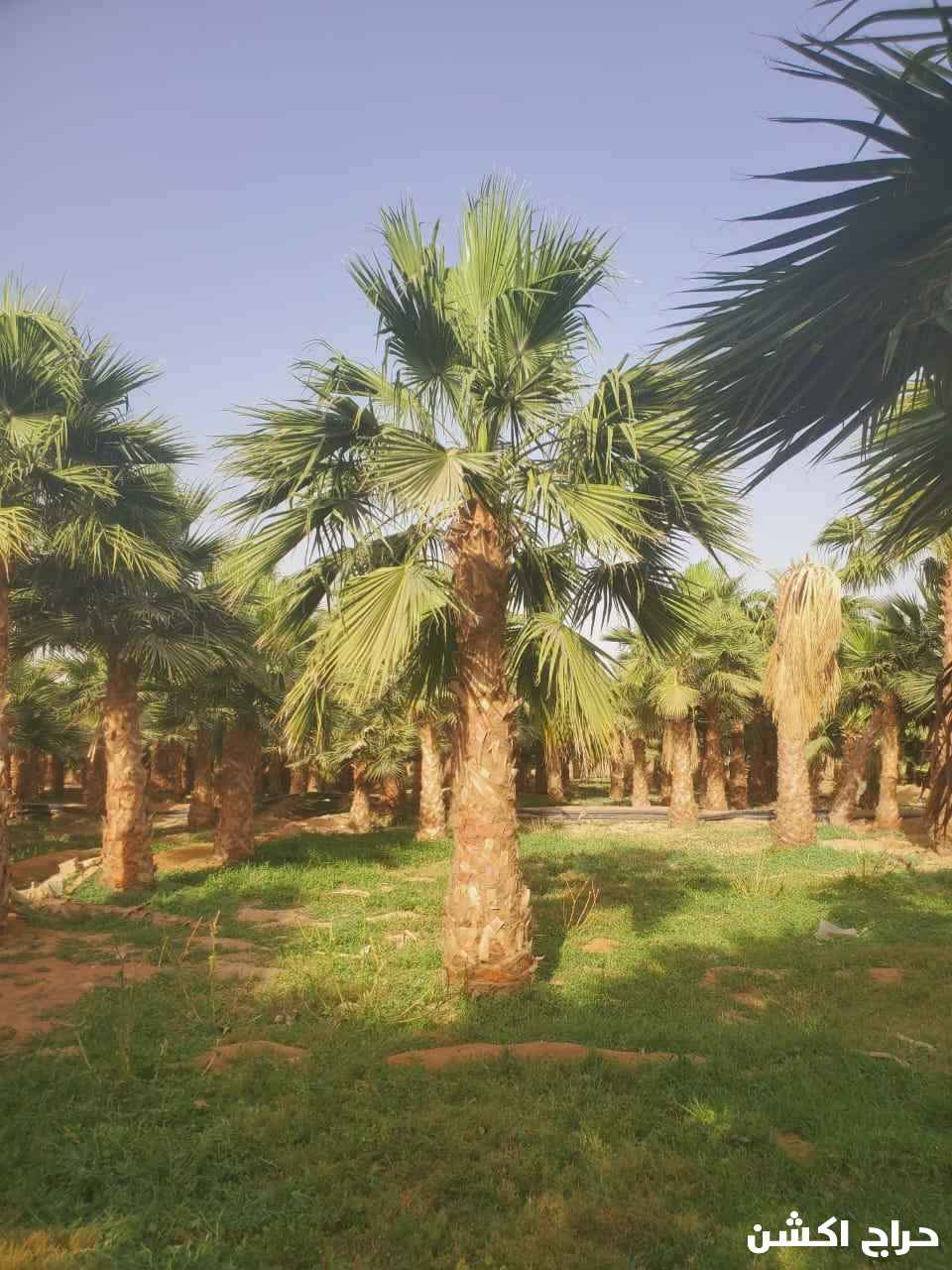 نخل واشنطني زينه للبيع 