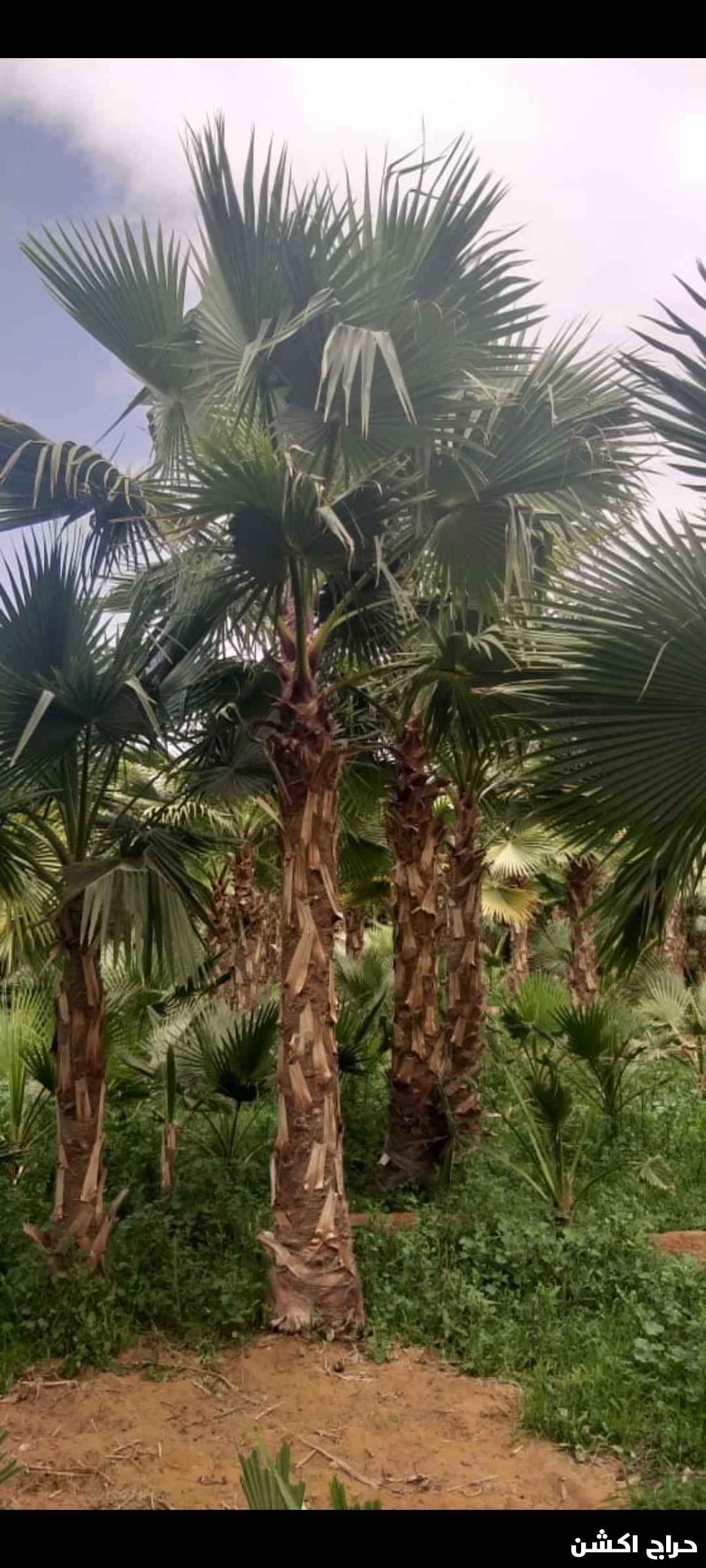 نخل واشنطني زينه للبيع 