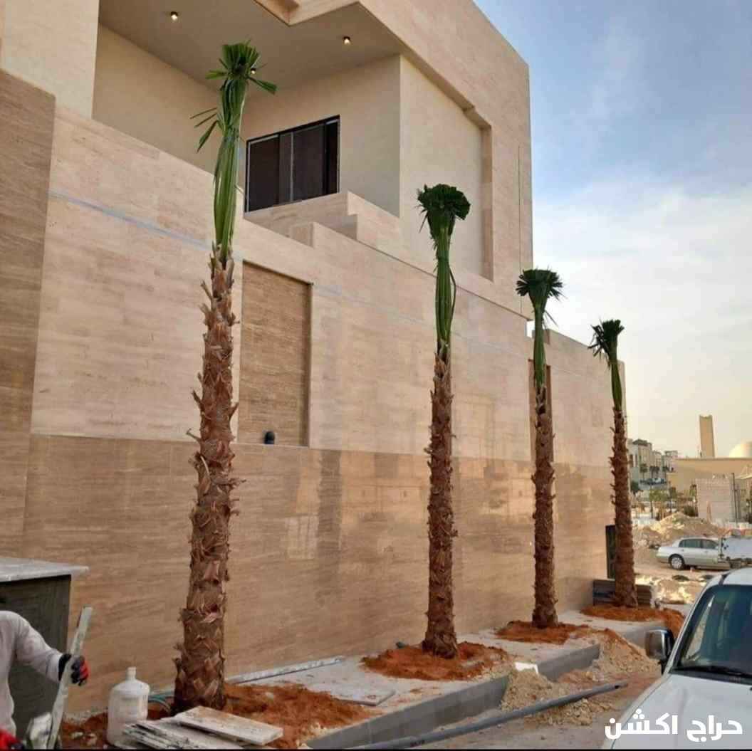 نخل واشنطني زينه للبيع بجميع المقاسات 