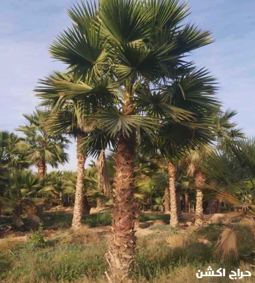 نخل واشنطني زينه للبيع بجميع المقاسات 