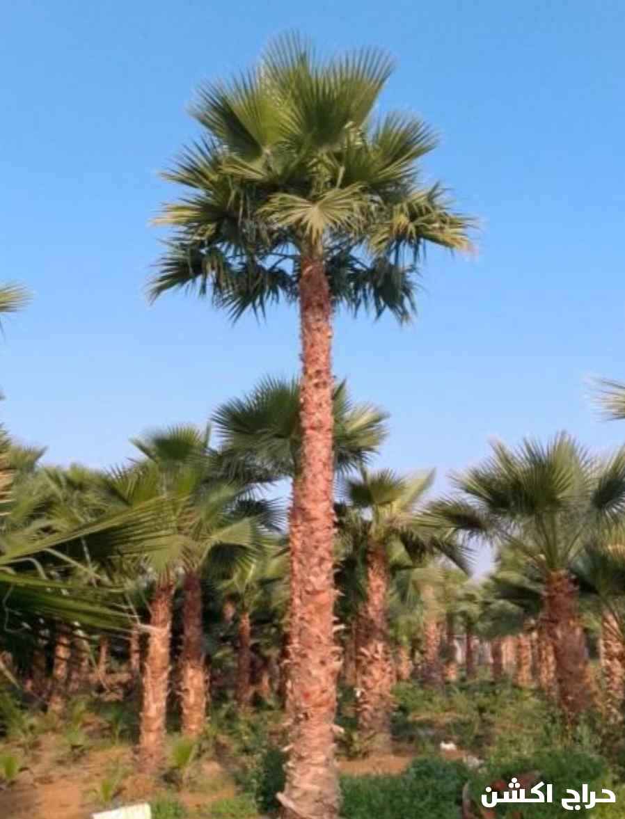 نخل واشنطني زينه للبيع بجميع المقاسات 