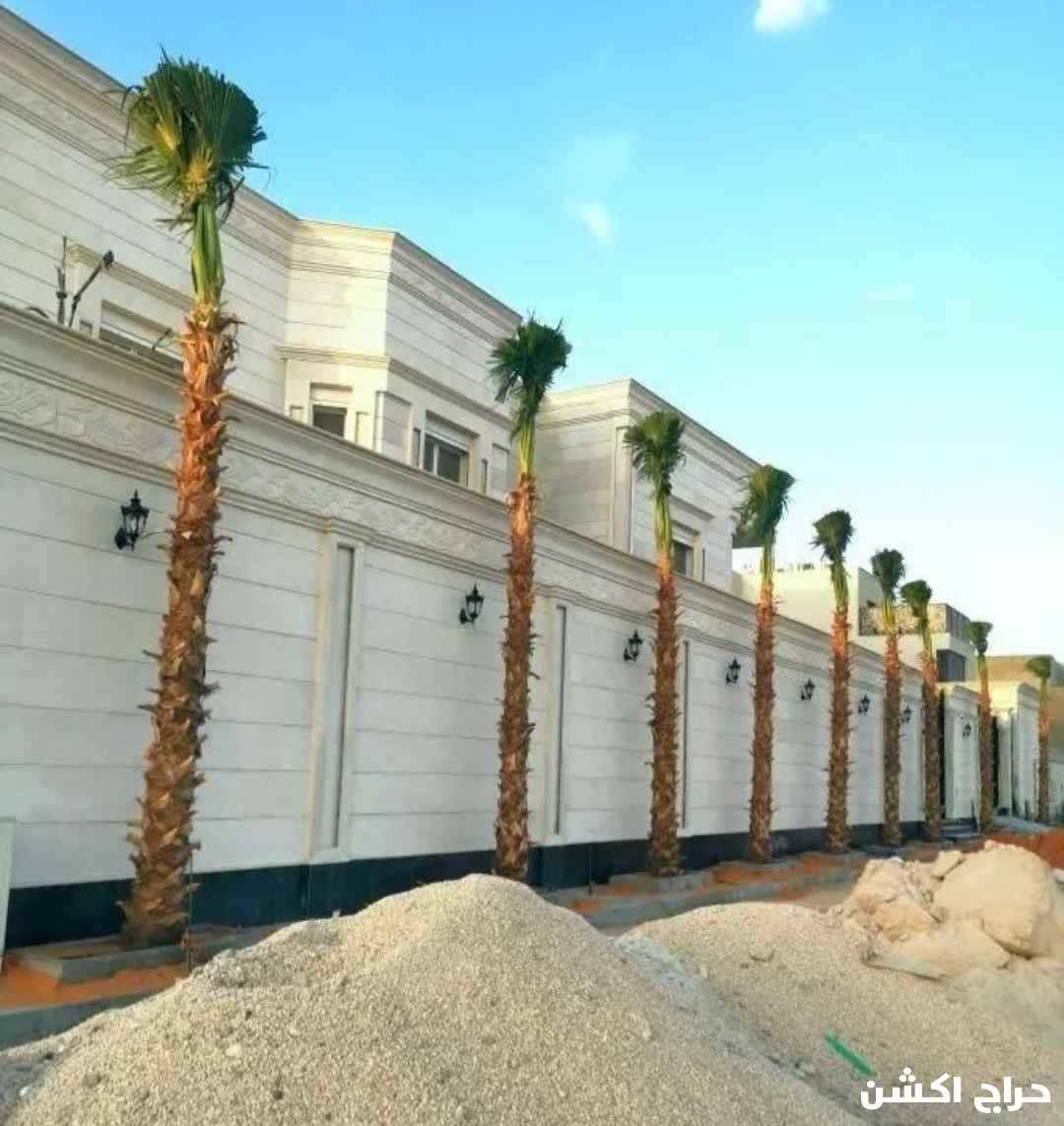 نخل واشنطني زينه للبيع بجميع المقاسات 