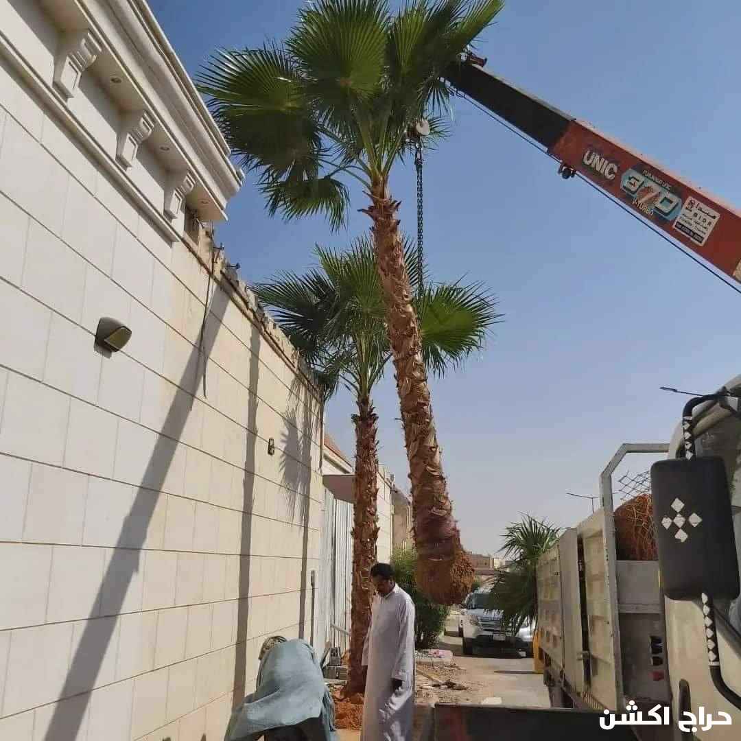 نخل واشنطني زينه للبيع بجميع المقاسات 