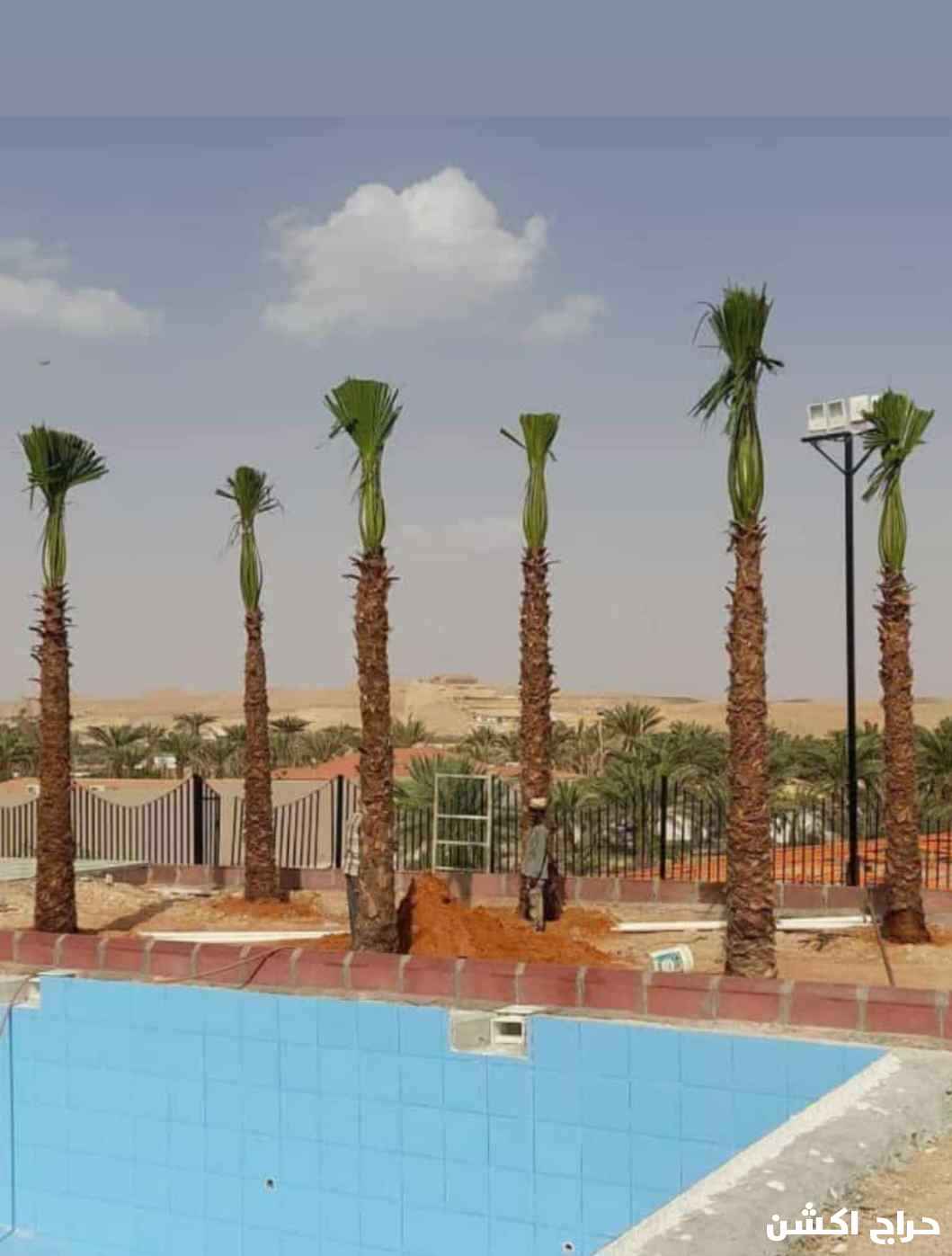نخل واشنطني زينه للبيع بجميع المقاسات 
