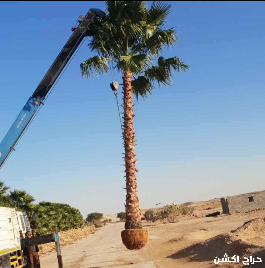 نخل واشنطني زينه للبيع بجميع المقاسات 