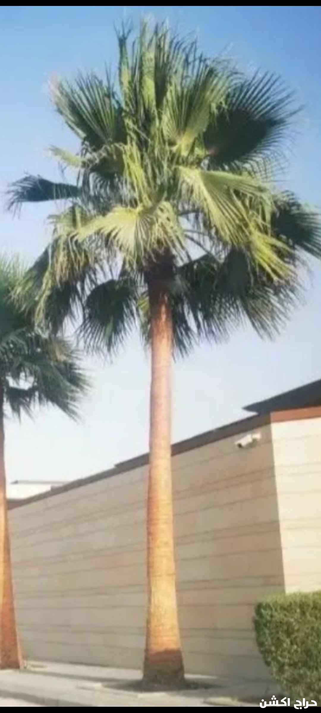 نخل واشنطني زينه للبيع بجميع المقاسات 