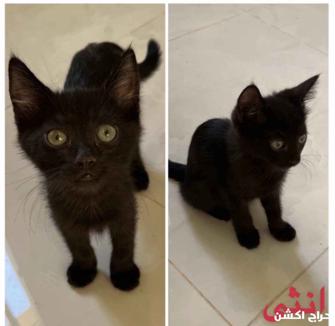قطه انثى للتبني