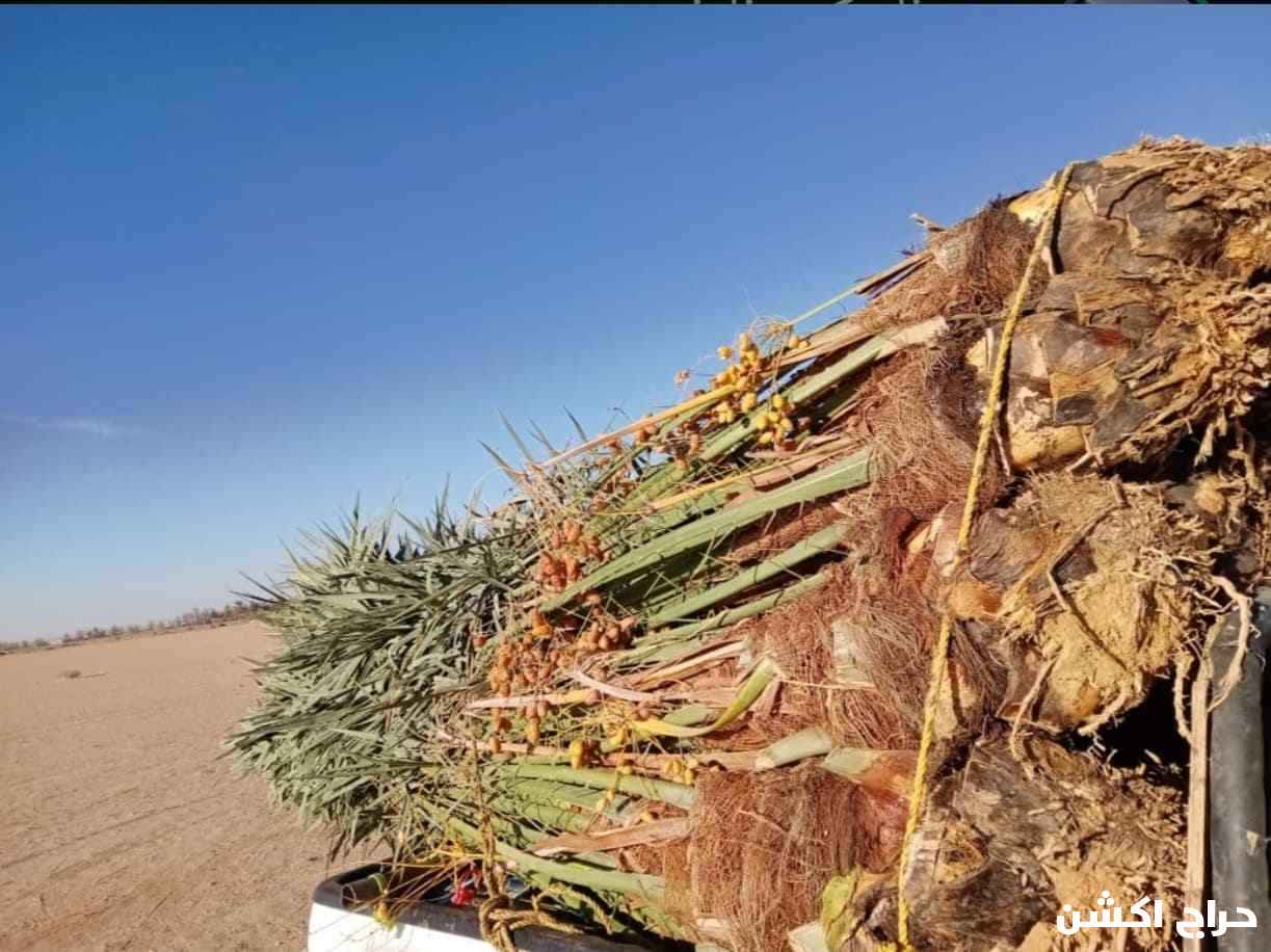 نخيل عربي مثمرر 