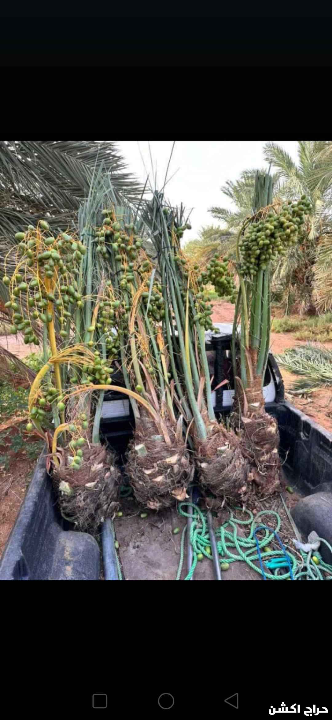 نخيل عربي مثمرر 