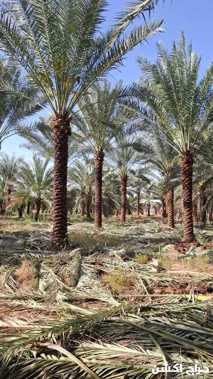 نخيل عربي مثمرر 