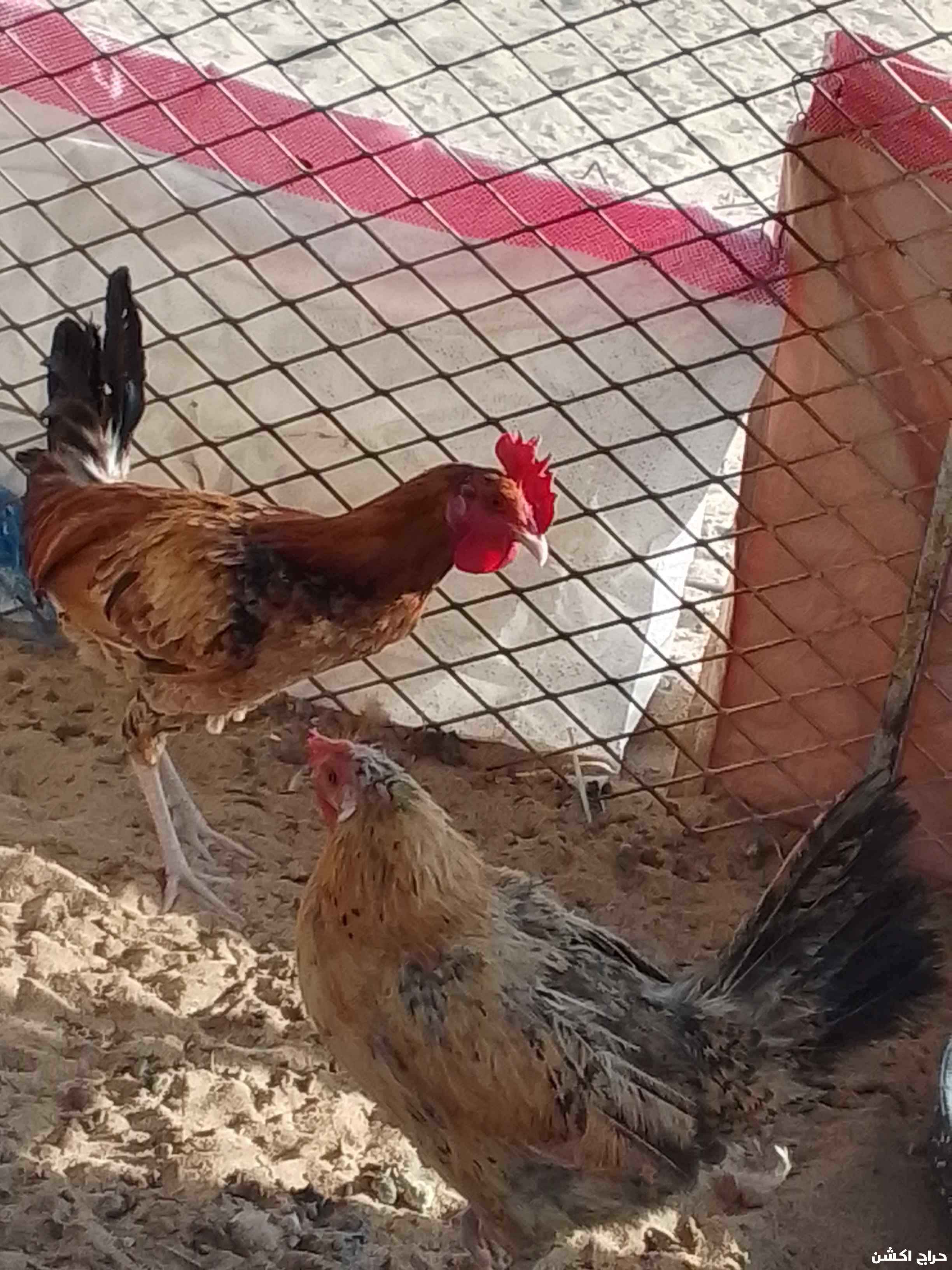 دجاج البيع كفو