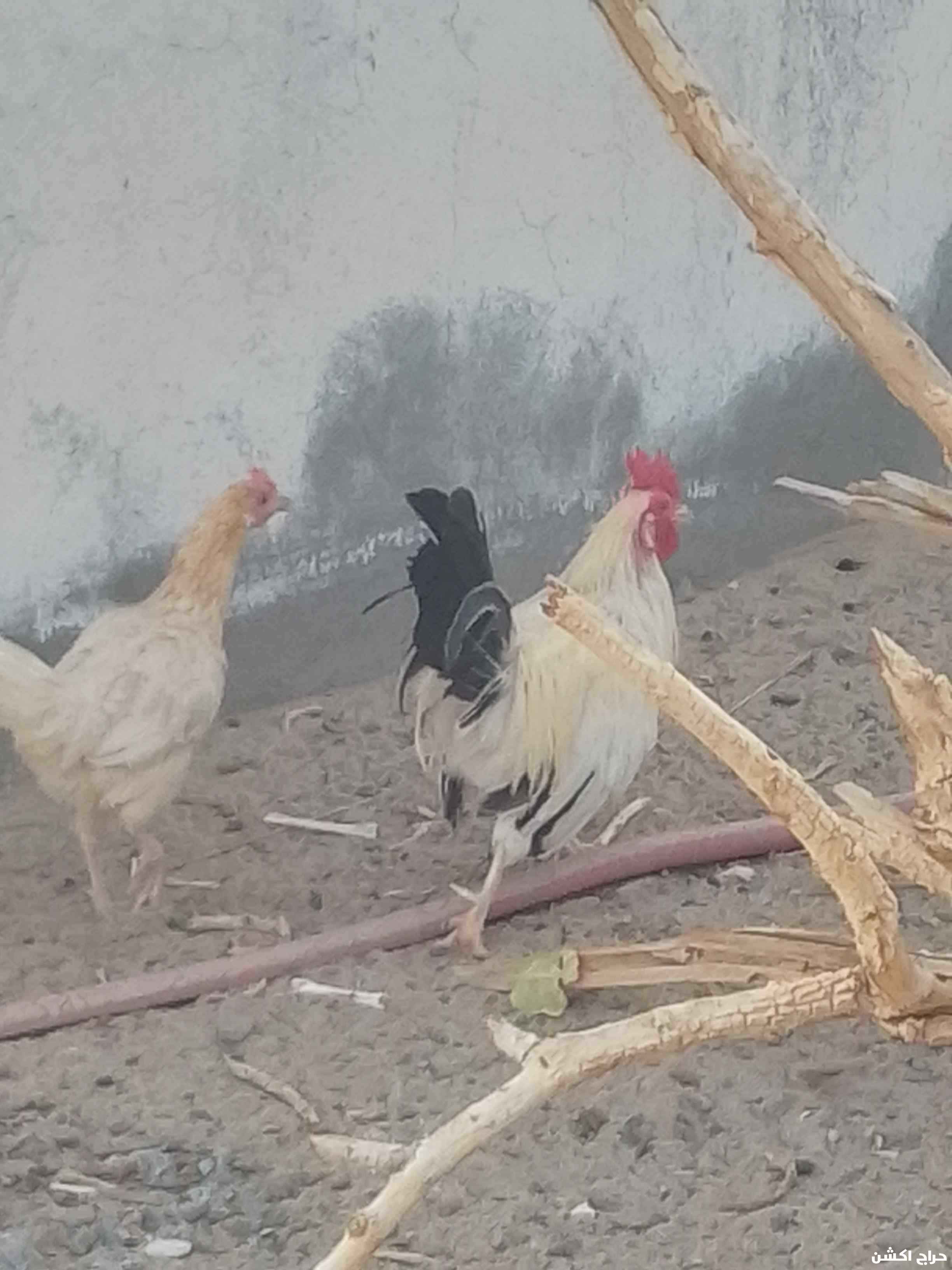 دجاج البيع كفو