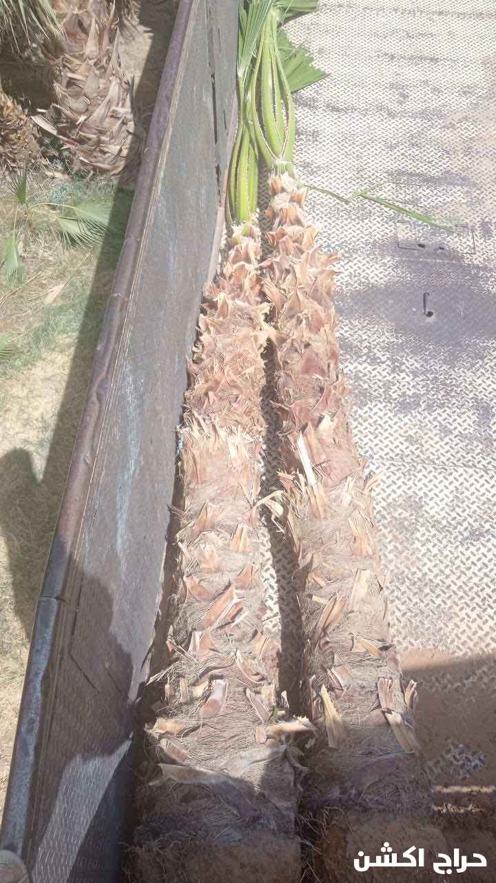 نخيل واشنطني زينه بسعار مناسبه 
