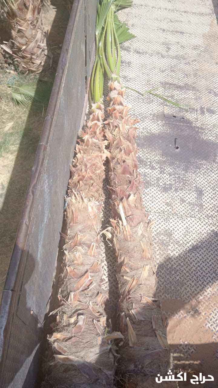 نخيل واشنطني زينه بسعار مناسبه 