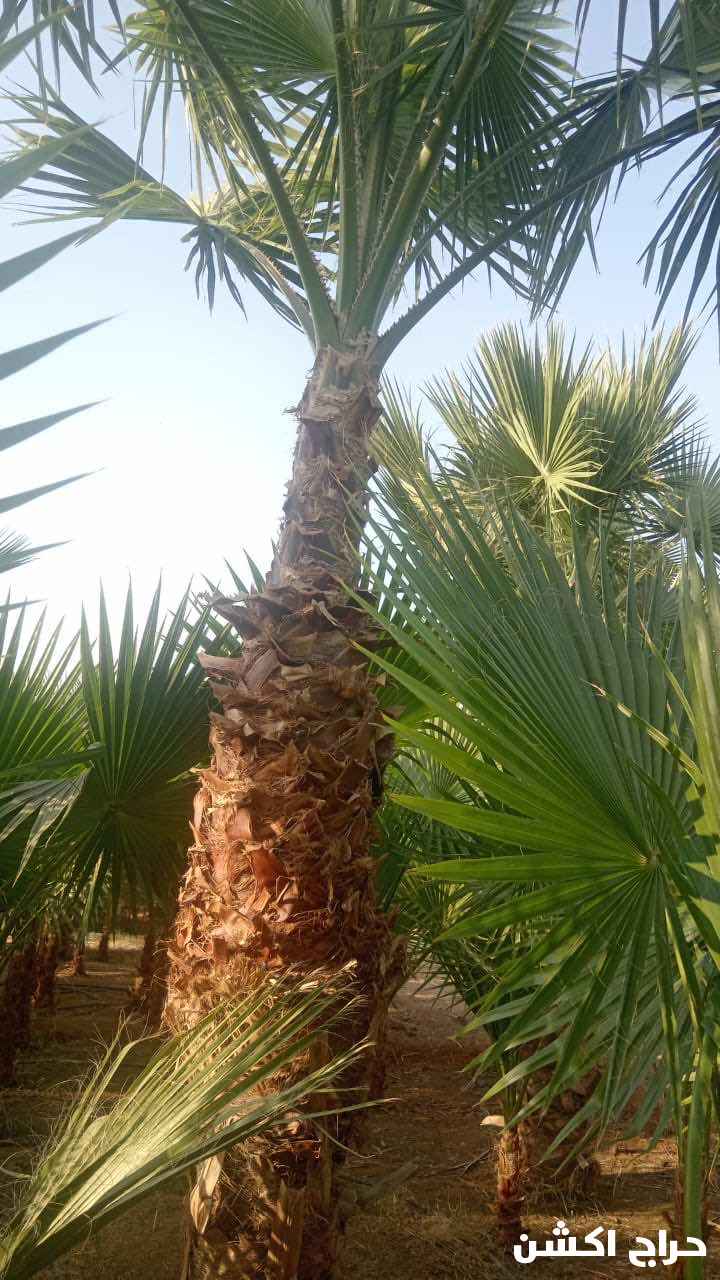 نخيل واشنطني زينه بسعار مناسبه 