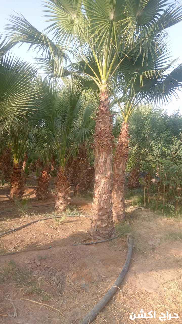 نخيل واشنطني زينه بسعار مناسبه 