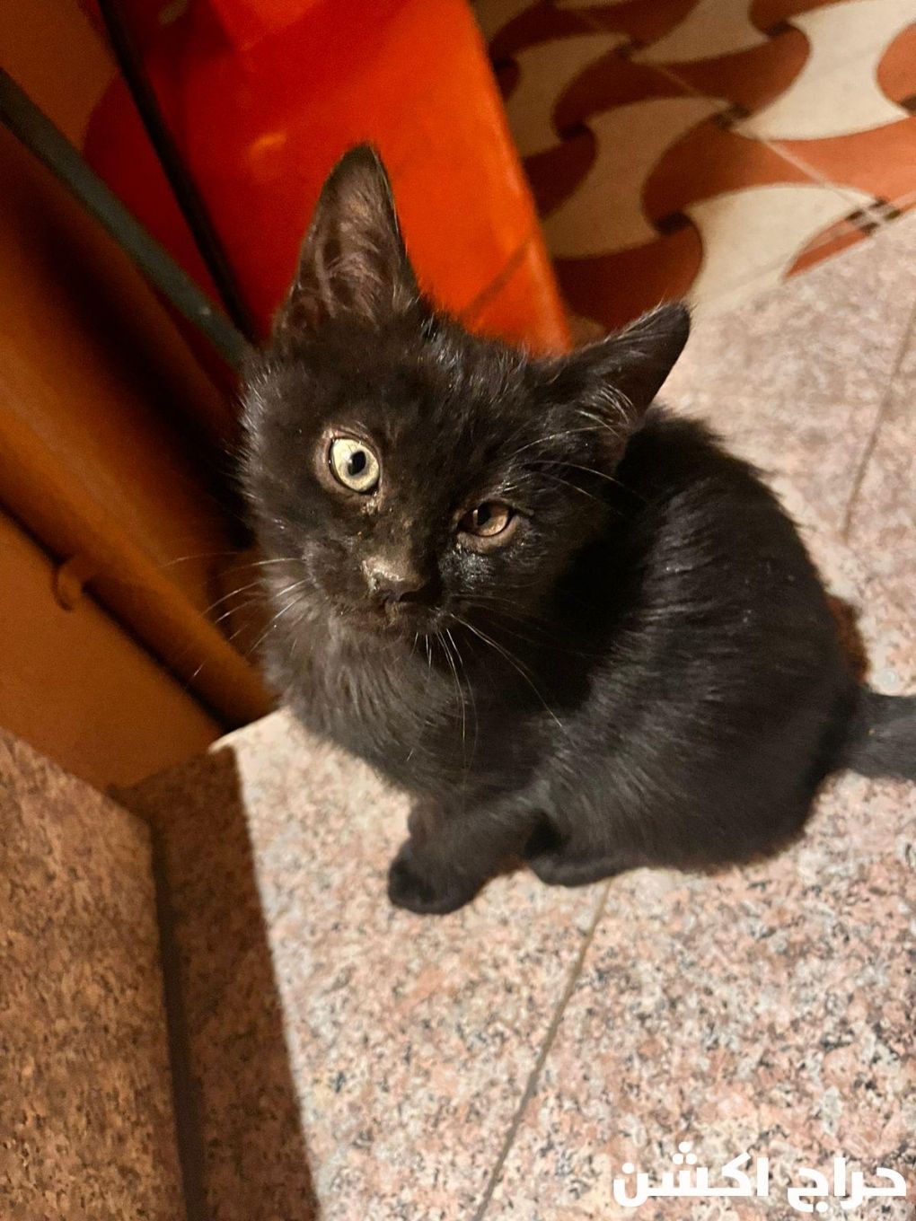 قطط للتبني هرر بنجران