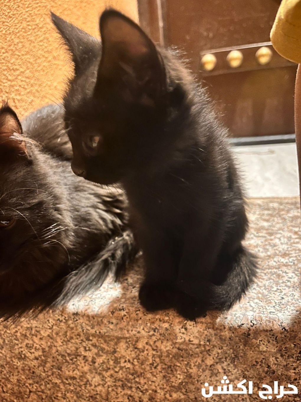 قطط للتبني هرر بنجران