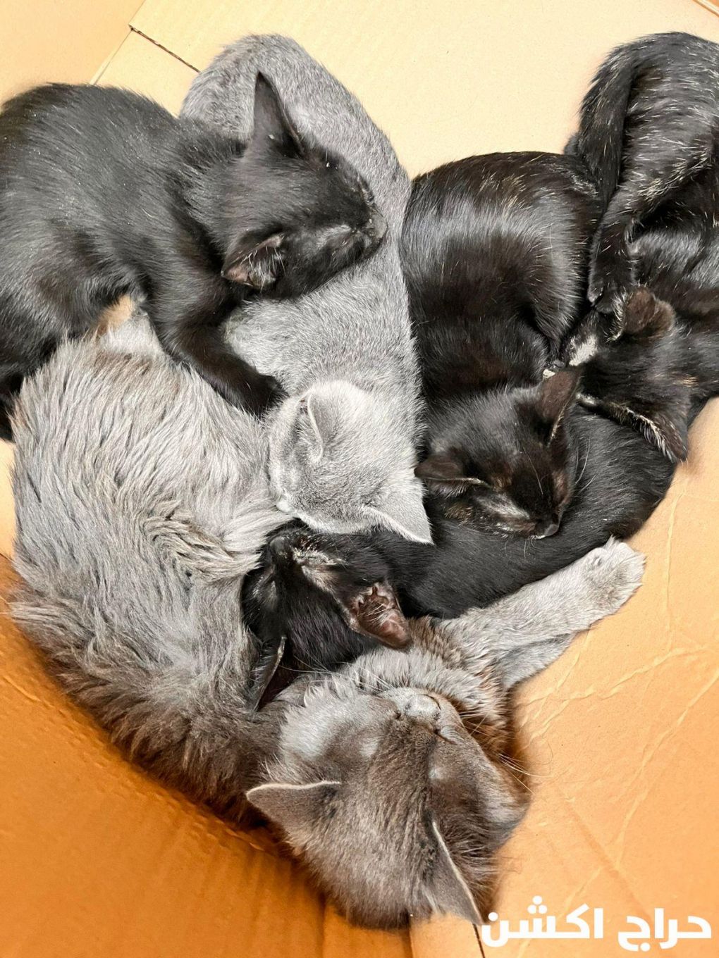 قطط للتبني هرر بنجران