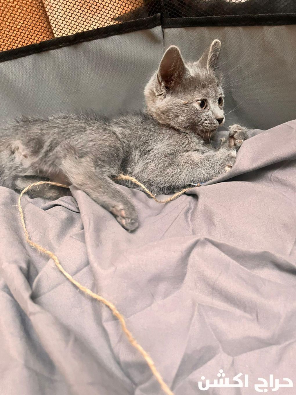 قطط للتبني هرر بنجران