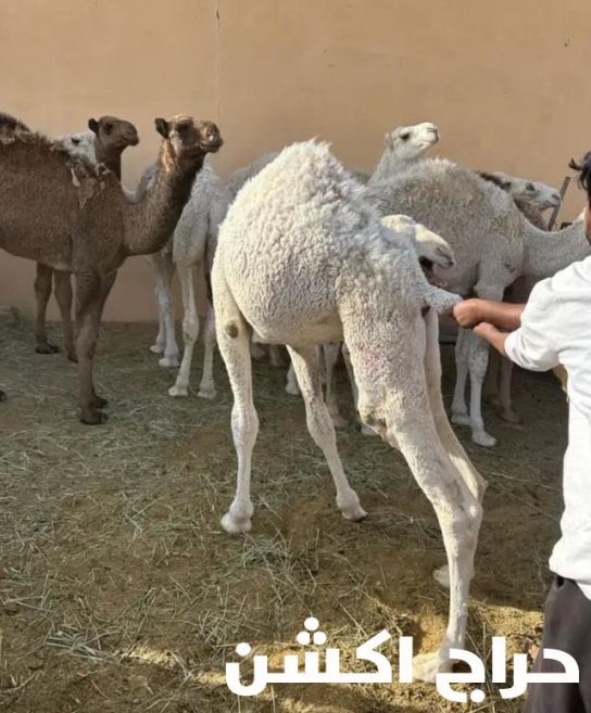 قعدان وحاشي لباني