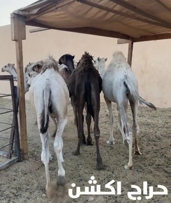 قعدان وحاشي لباني