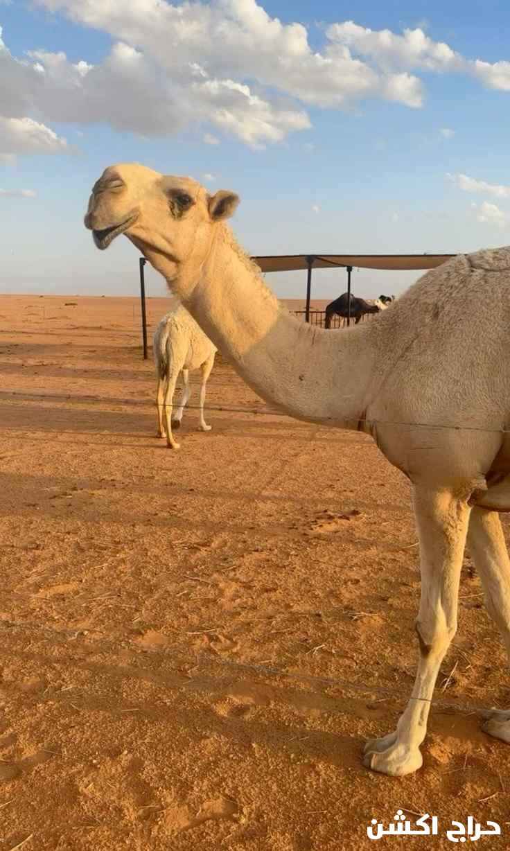 ابها